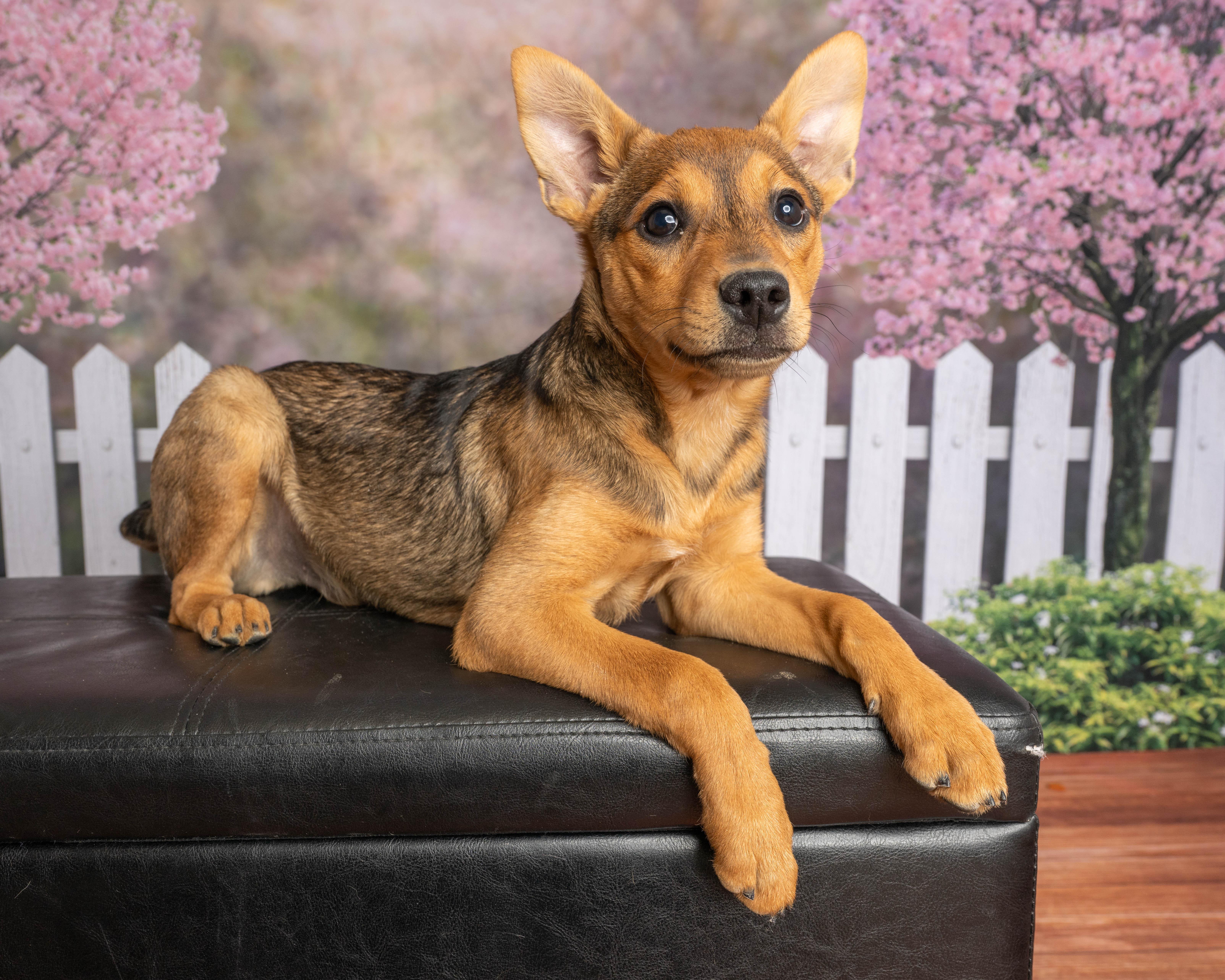 Enlarge Rhett, a ADOPTABLE Mixed Breed in Rock Springs, WY image 2/4