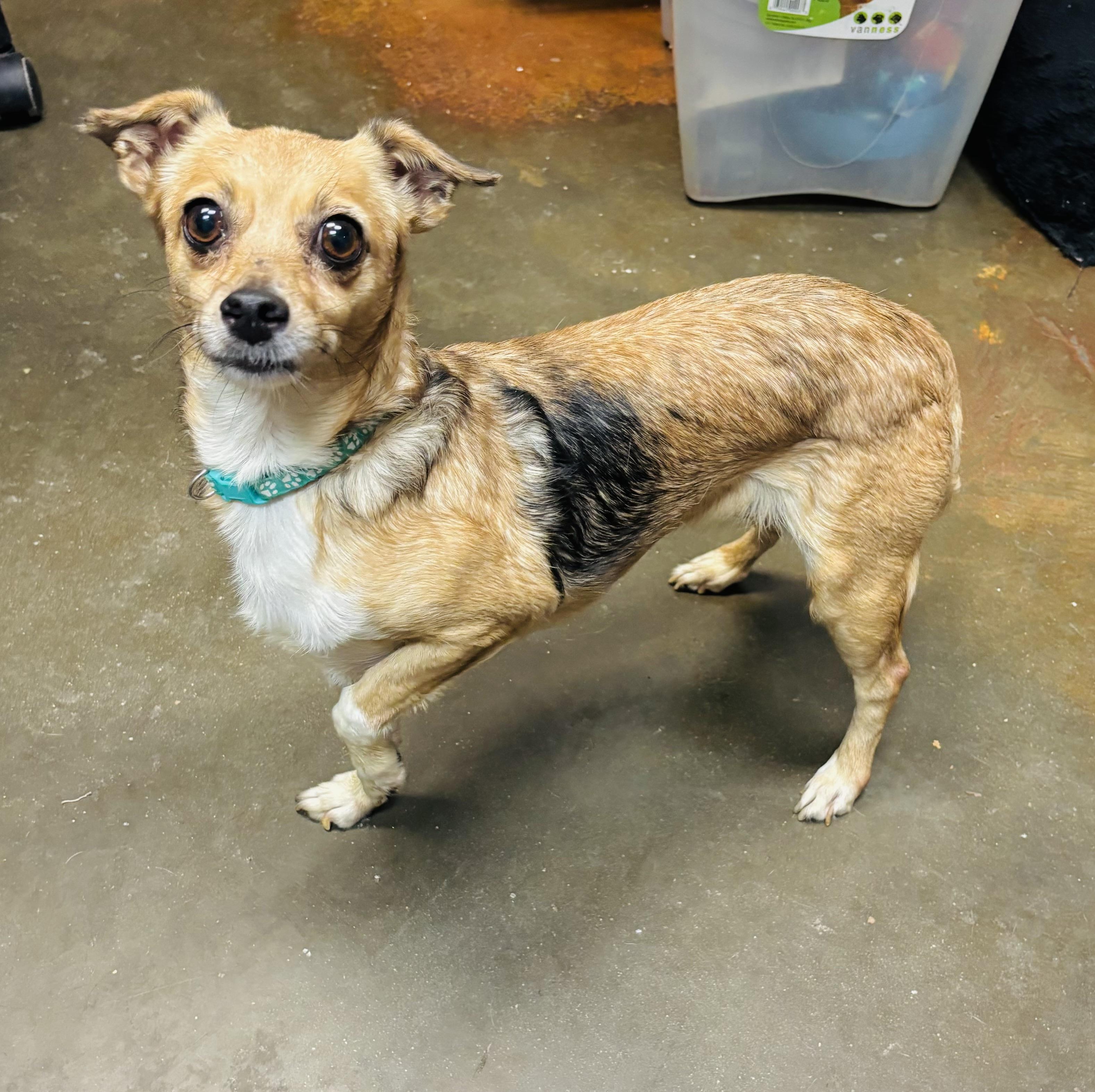 Chiquita, Adoptable, Adult Female Chihuahua.