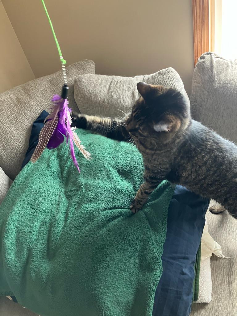 Thor, Adoptable, Adult Male Domestic Short Hair.