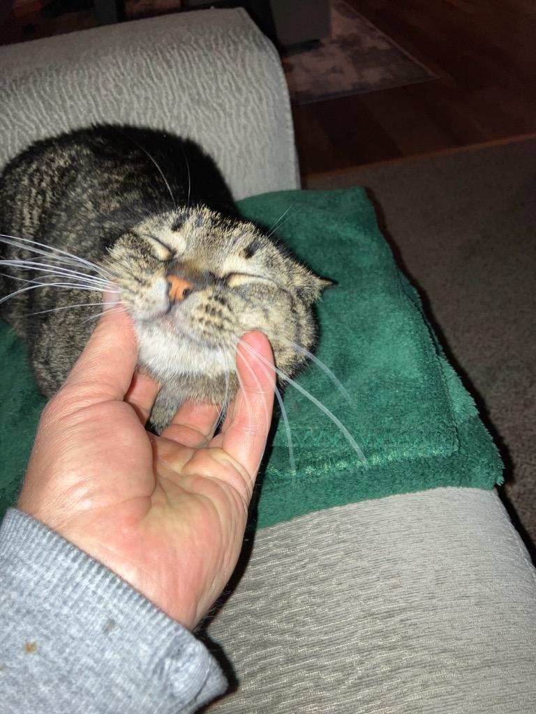 Thor, Adoptable, Adult Male Domestic Short Hair.