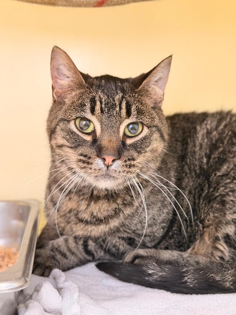 Enlarge Thor, a Adoptable mixed breed in Menomonie, WI image 4/6