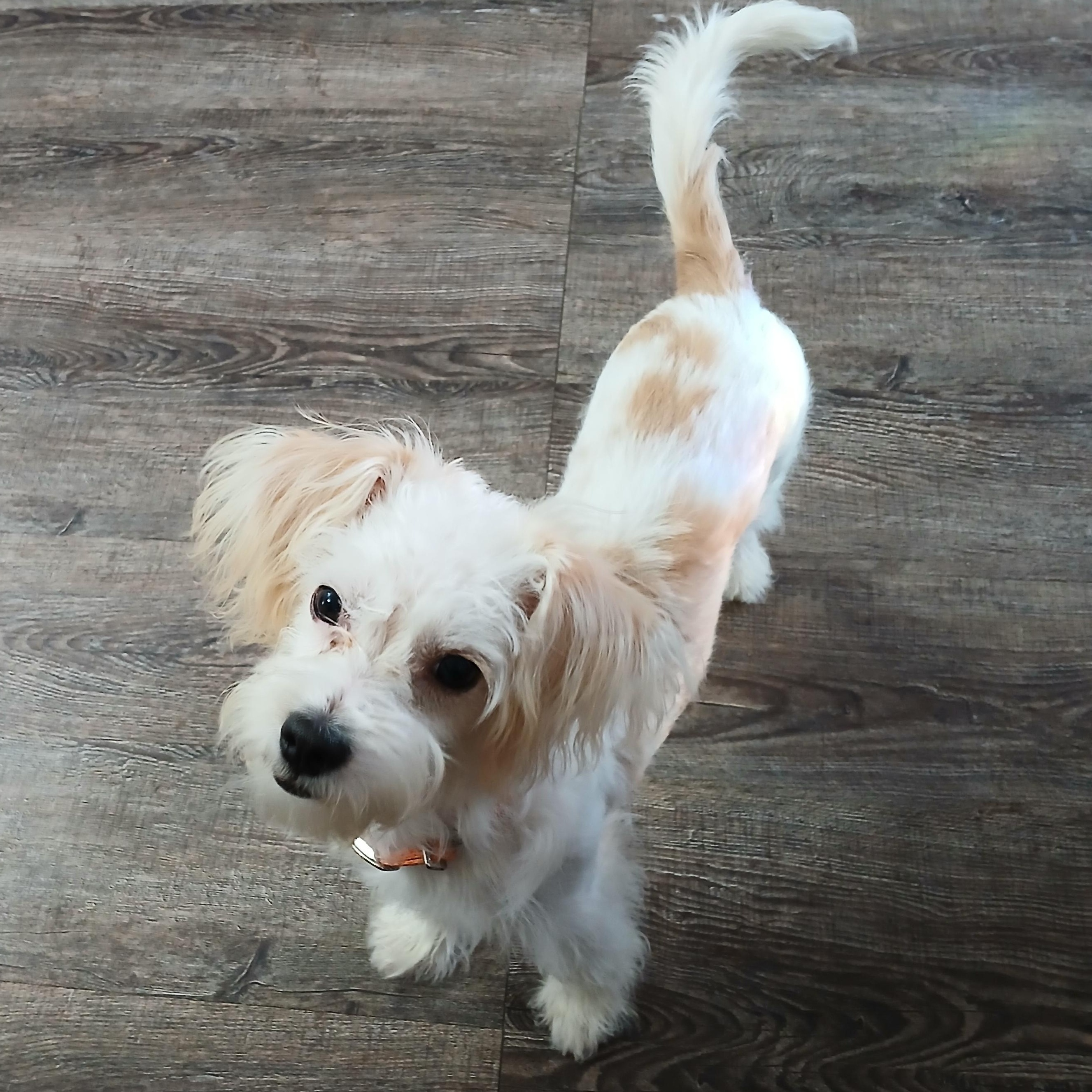 Enlarge Bora, a ADOPTABLE Maltipoo in New Palestine, IN image 2/2