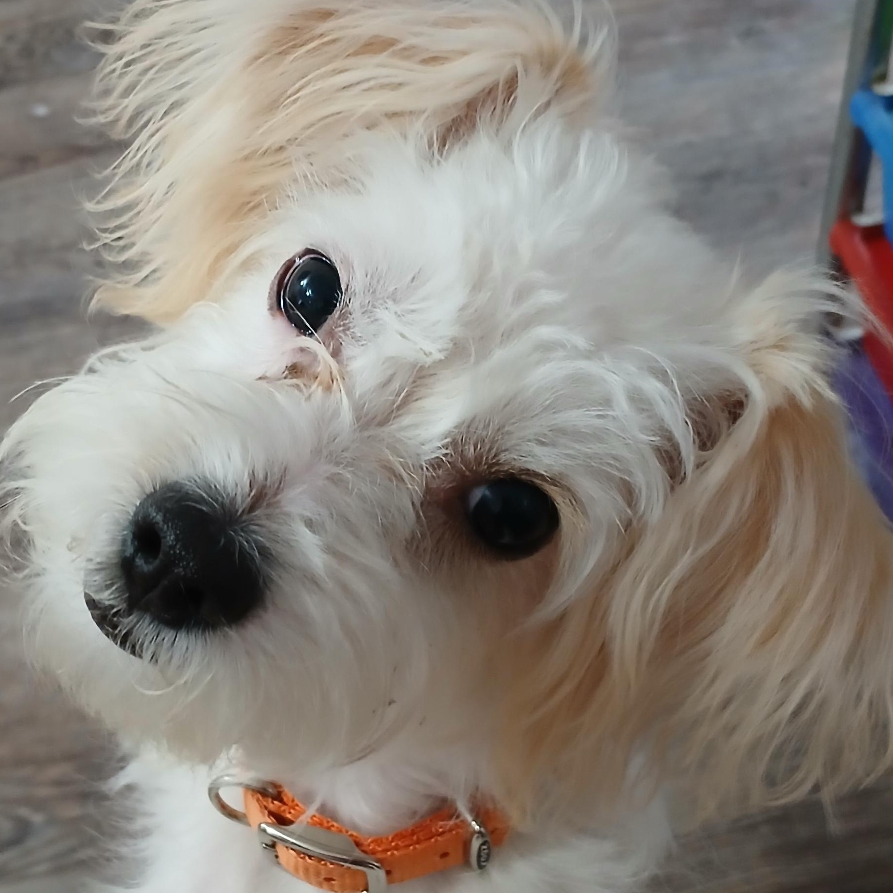 Bora, ADOPTABLE, Young Female Maltipoo.
