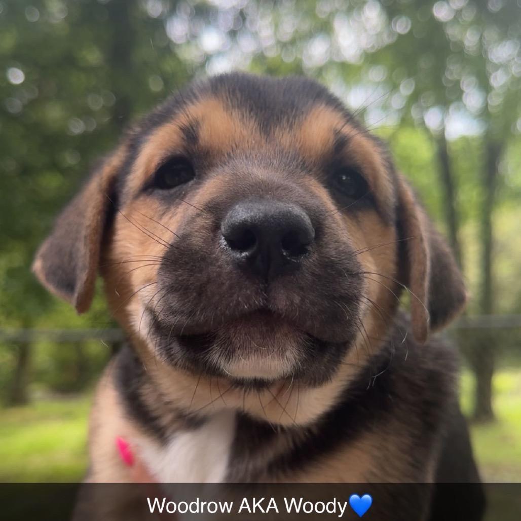 Enlarge Woodrow (in PA), a Adoptable Labrador Retriever in Shoemakersville, PA image 1/1