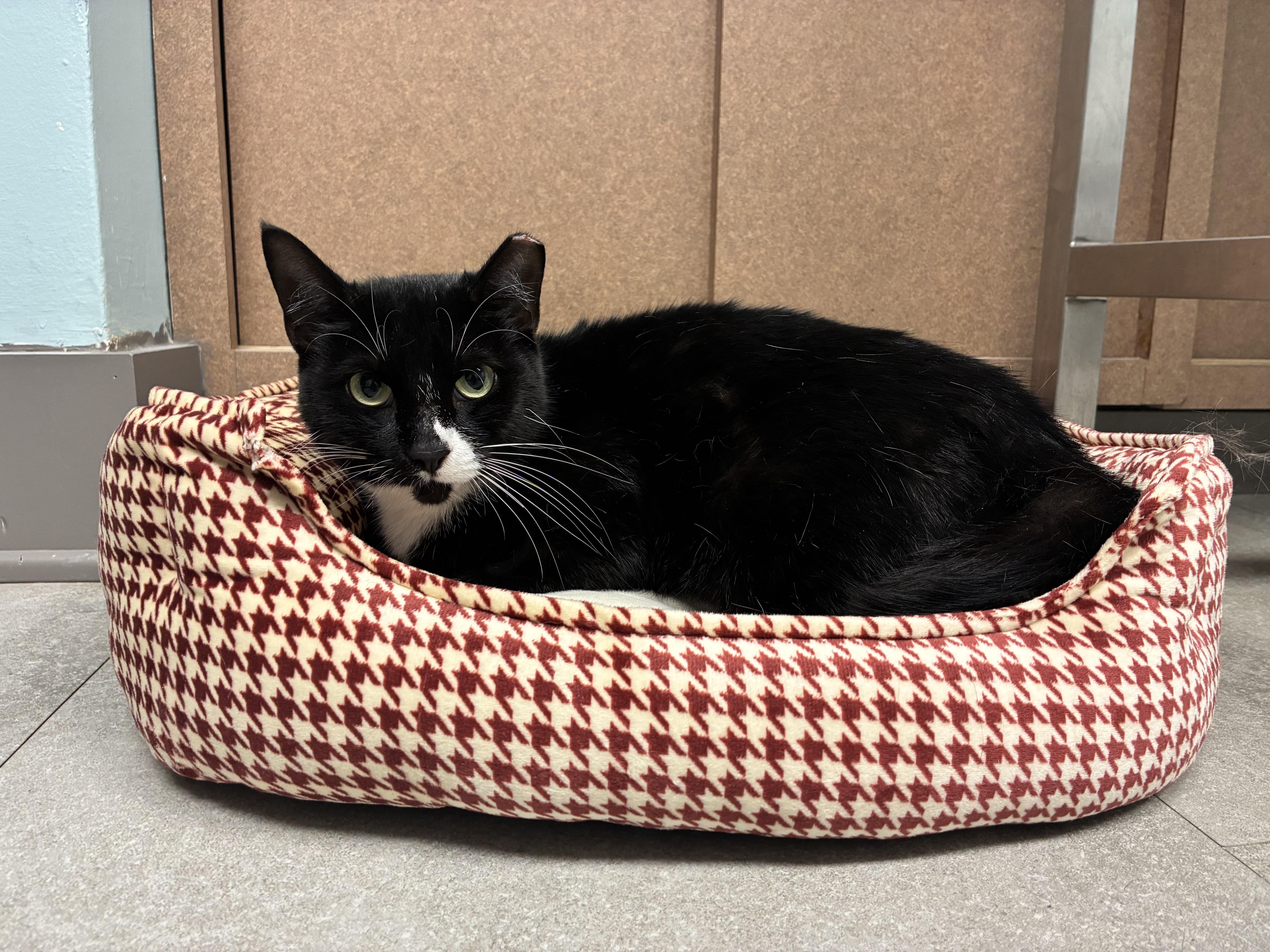 Enlarge Wednesday, a Adoptable Domestic Short Hair in Media, PA image 1/5