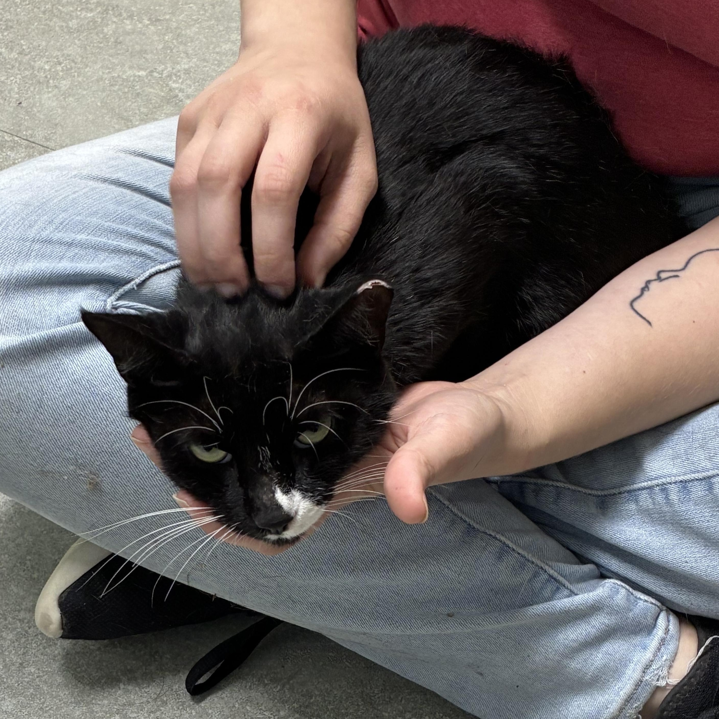 Wednesday, Adoptable, Adult Female Domestic Short Hair.