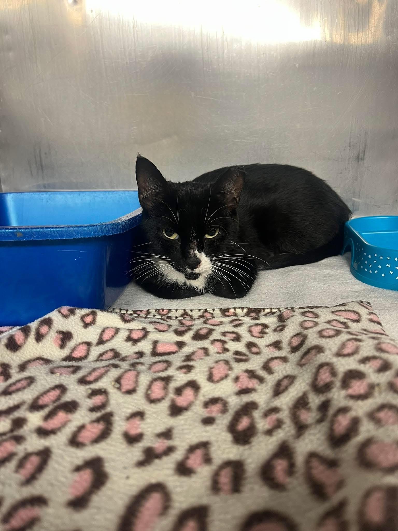 Enlarge Wednesday, a Adoptable Domestic Short Hair in Media, PA image 5/5