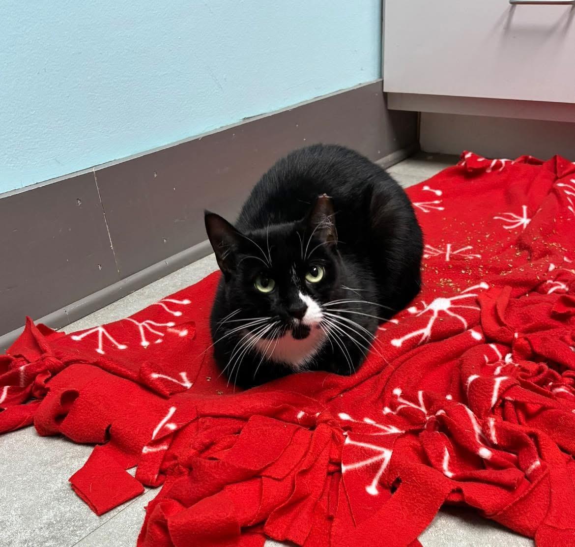 Enlarge Wednesday, a Adoptable Domestic Short Hair in Media, PA image 3/5