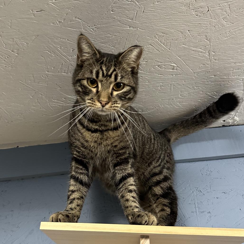 Enlarge Cosmo, a Adoptable Domestic Short Hair in Opelika, AL image 1/2