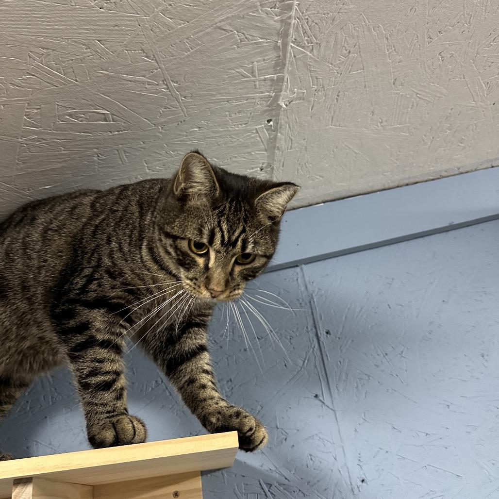 Enlarge Cosmo, a Adoptable Domestic Short Hair in Opelika, AL image 2/2