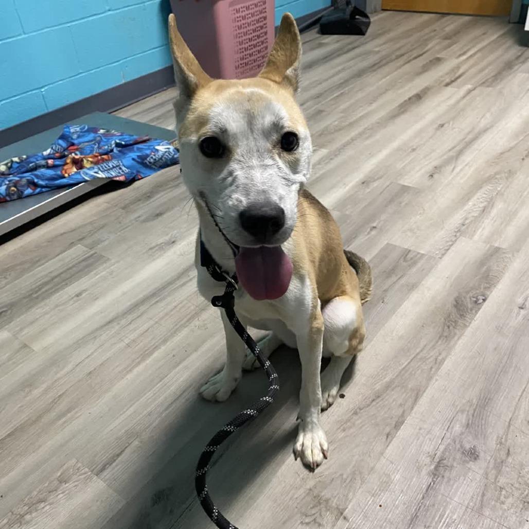 Wile Coyote thumbnail 2