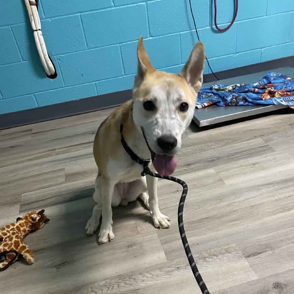 Wile Coyote thumbnail 3