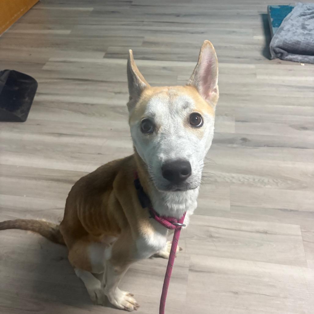 Wile Coyote thumbnail 4