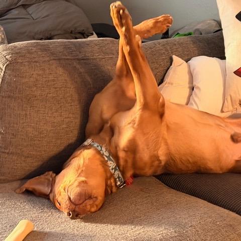 Enlarge Nosy Mosby, a Adoptable mixed breed in Northbrook, IL image 2/6