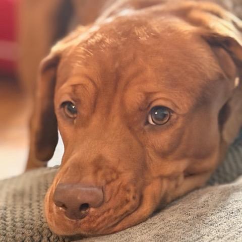 Enlarge Nosy Mosby, a Adoptable mixed breed in Northbrook, IL image 3/6