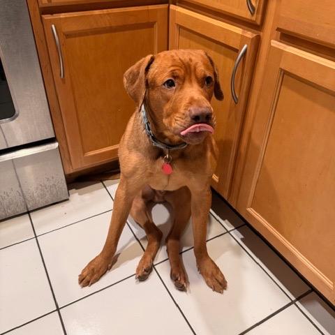 Enlarge Nosy Mosby, a Adoptable mixed breed in Northbrook, IL image 5/6