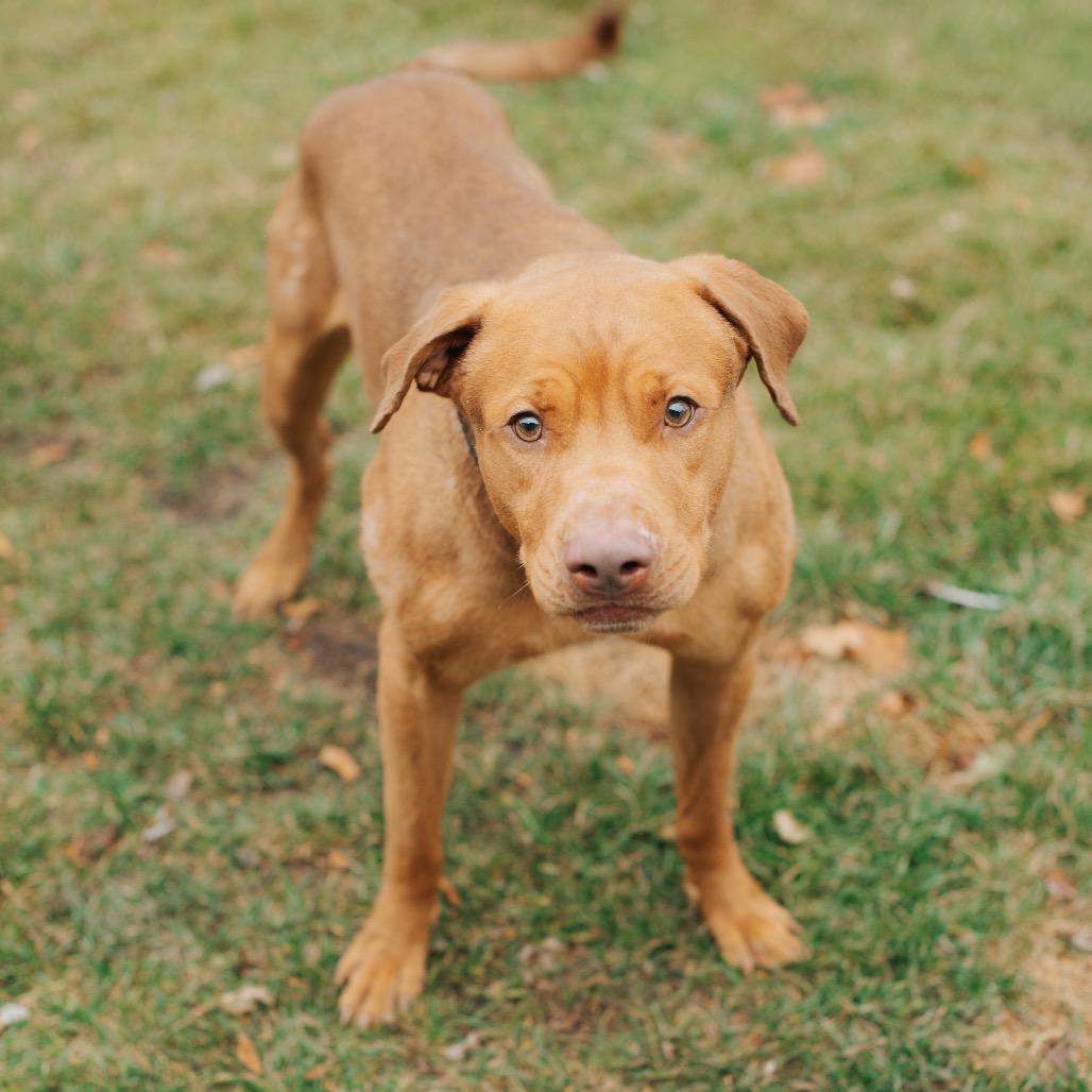 Enlarge Nosy Mosby, a Adoptable mixed breed in Northbrook, IL image 6/6