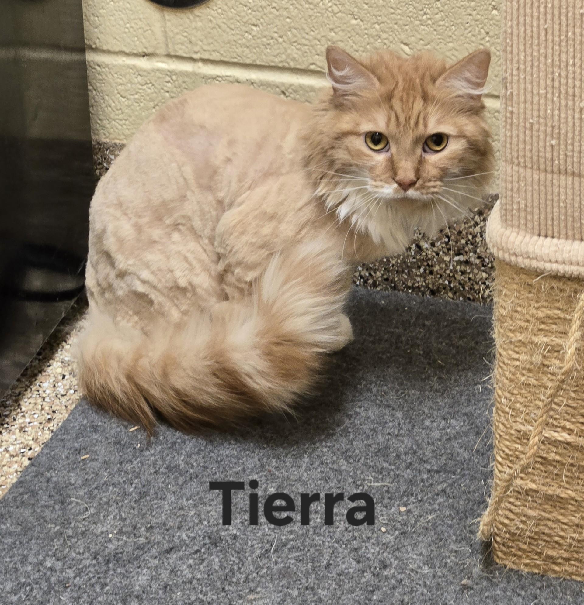 Enlarge Tierra, an adopted Domestic Long Hair in Sierra Vista, AZ image 1/1