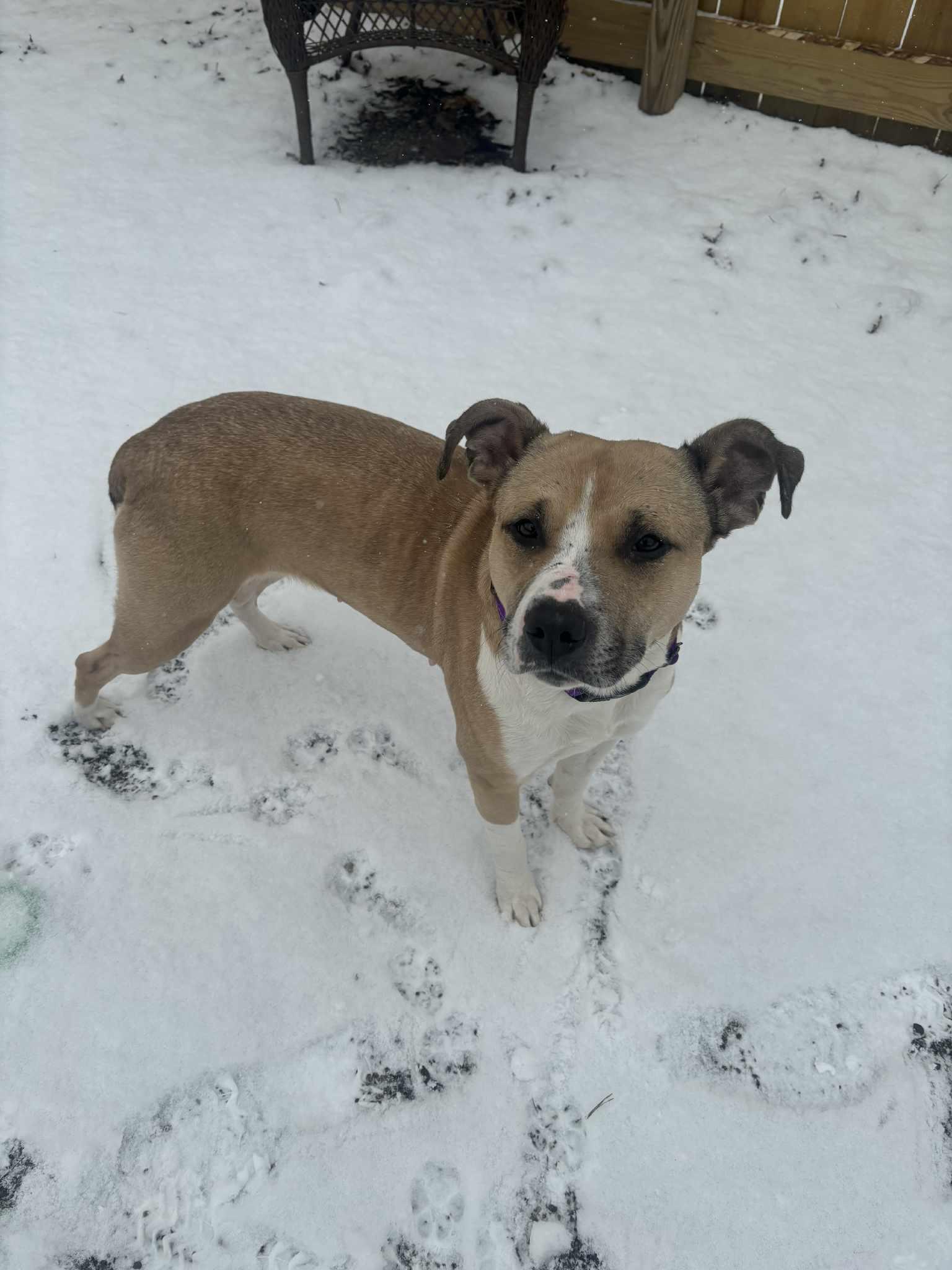 Enlarge Dior, a ADOPTABLE mixed breed in Youngstown, OH image 5/6