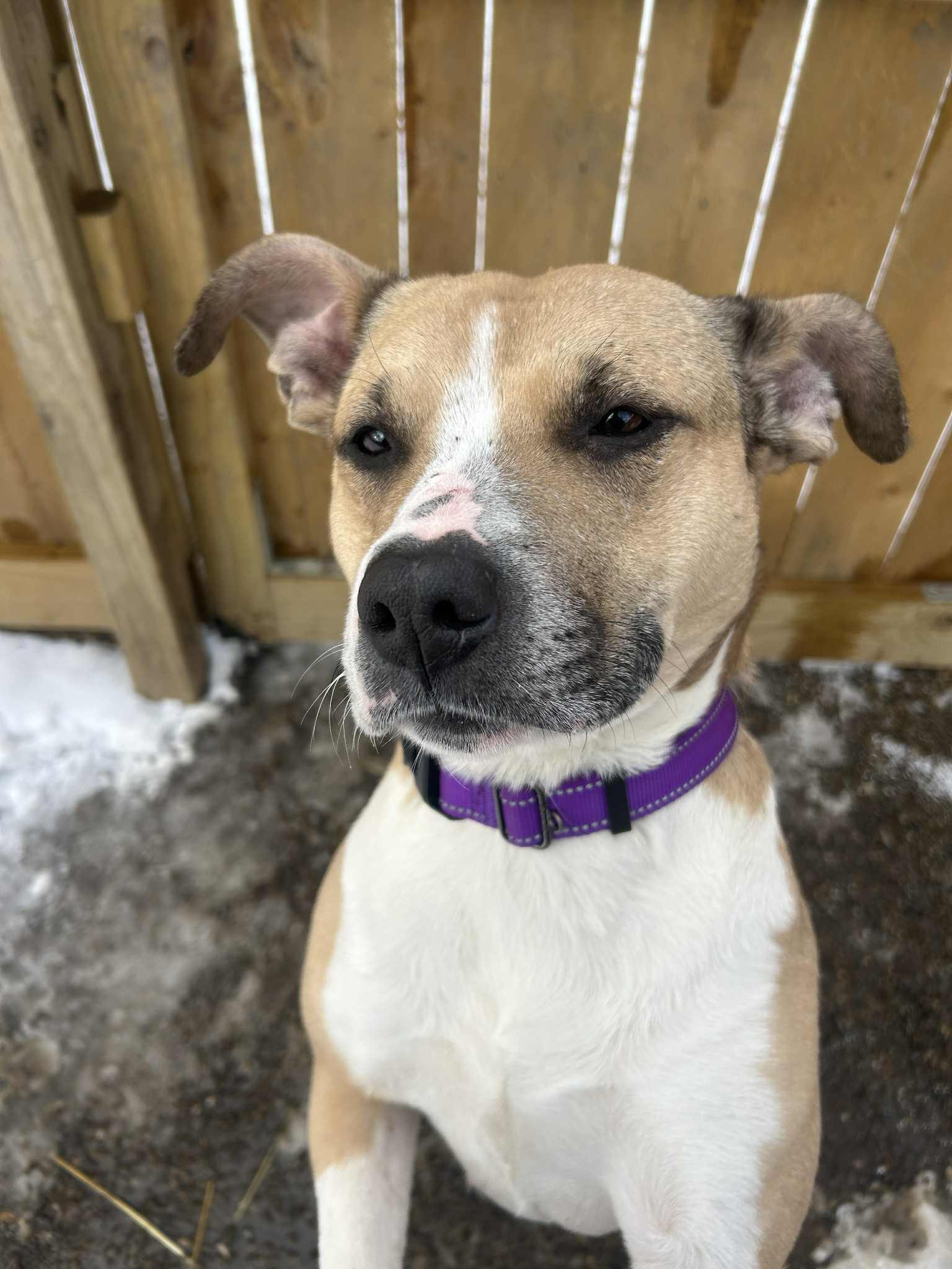 Enlarge Dior, a ADOPTABLE mixed breed in Youngstown, OH image 3/6