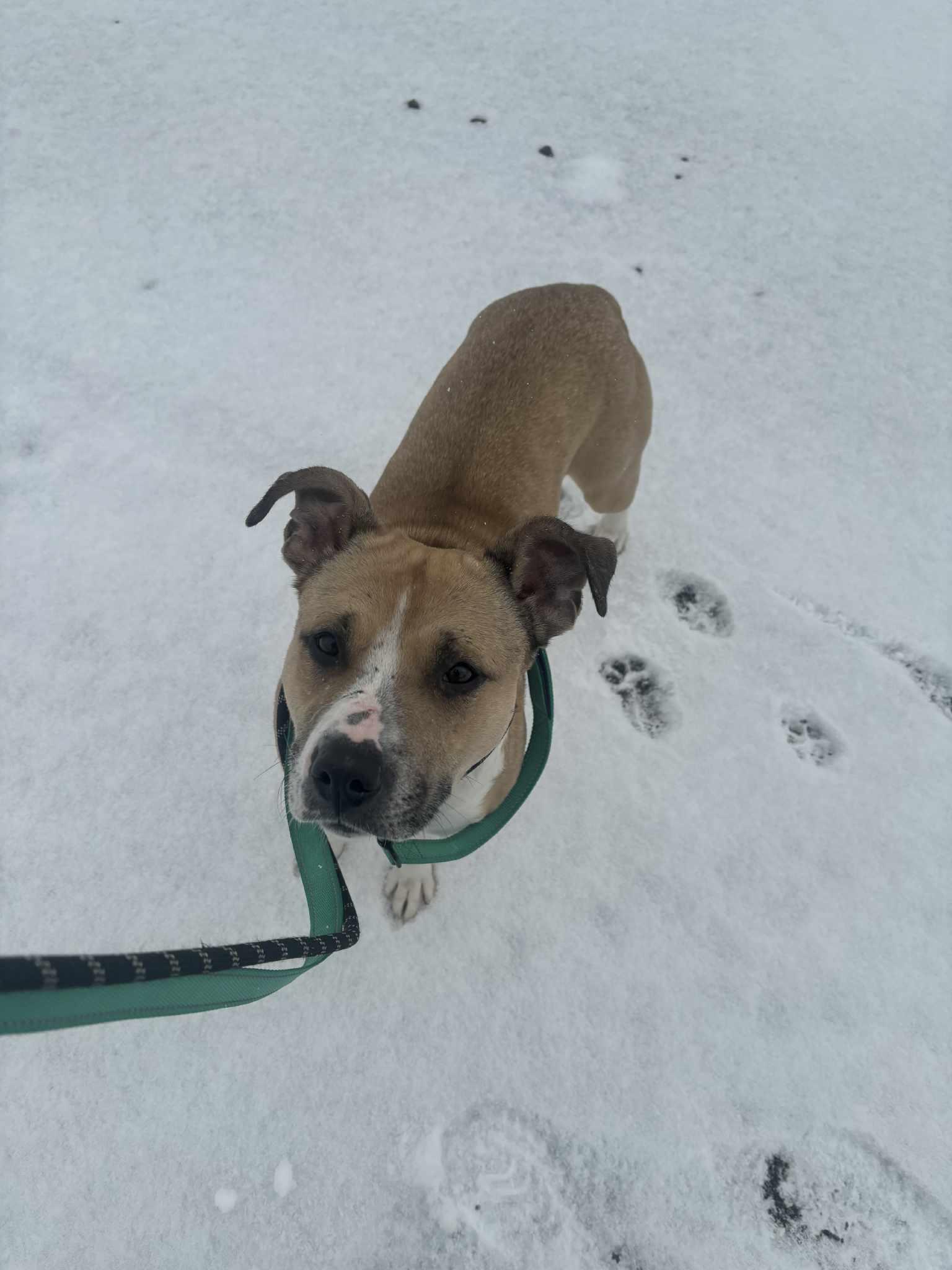 Enlarge Dior, a ADOPTABLE mixed breed in Youngstown, OH image 4/6