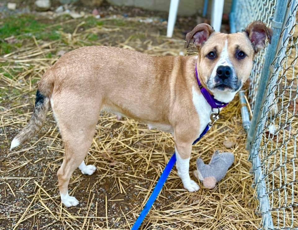 Enlarge Dior, a ADOPTABLE mixed breed in Youngstown, OH image 2/6