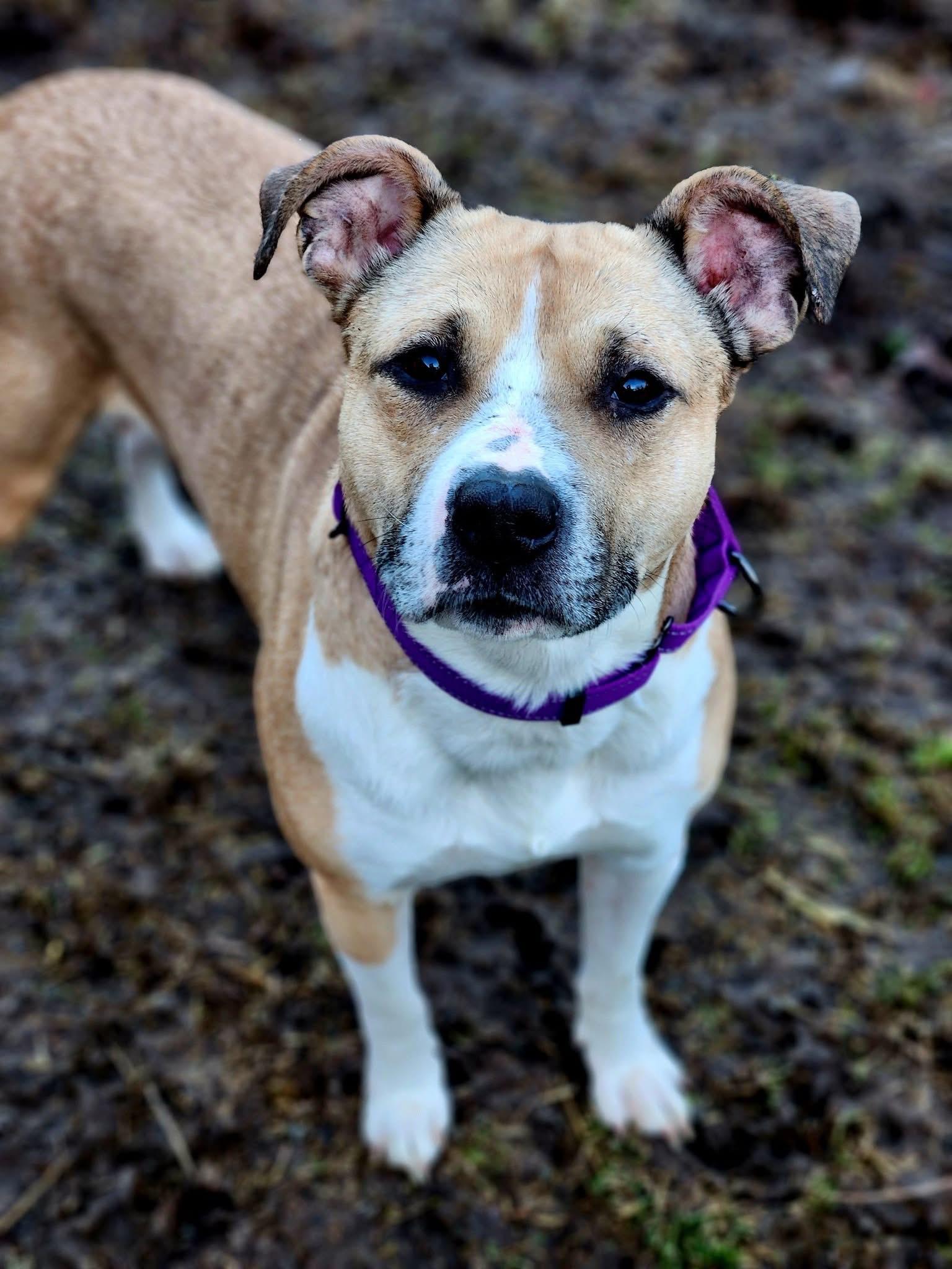 Dior, ADOPTABLE, Young Female American Staffordshire Terrier.