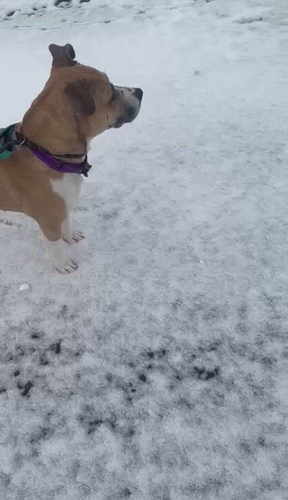 Enlarge Dior, a ADOPTABLE mixed breed in Youngstown, OH video 6/6