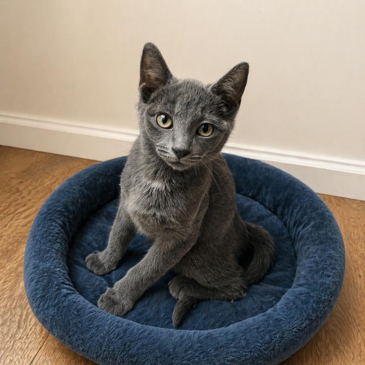 Fergus , a Adoptable mixed breed in Hillsboro, TX image 5/6