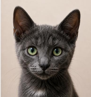 Fergus , a Adoptable mixed breed in Hillsboro, TX image 3/6