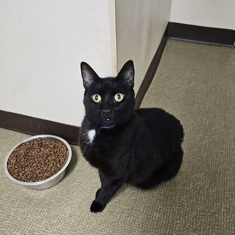 Enlarge Flip , a Adoptable Domestic Short Hair in Milledgeville, GA image 2/4