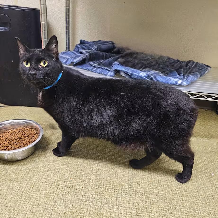Enlarge Flip , a Adoptable Domestic Short Hair in Milledgeville, GA image 3/4