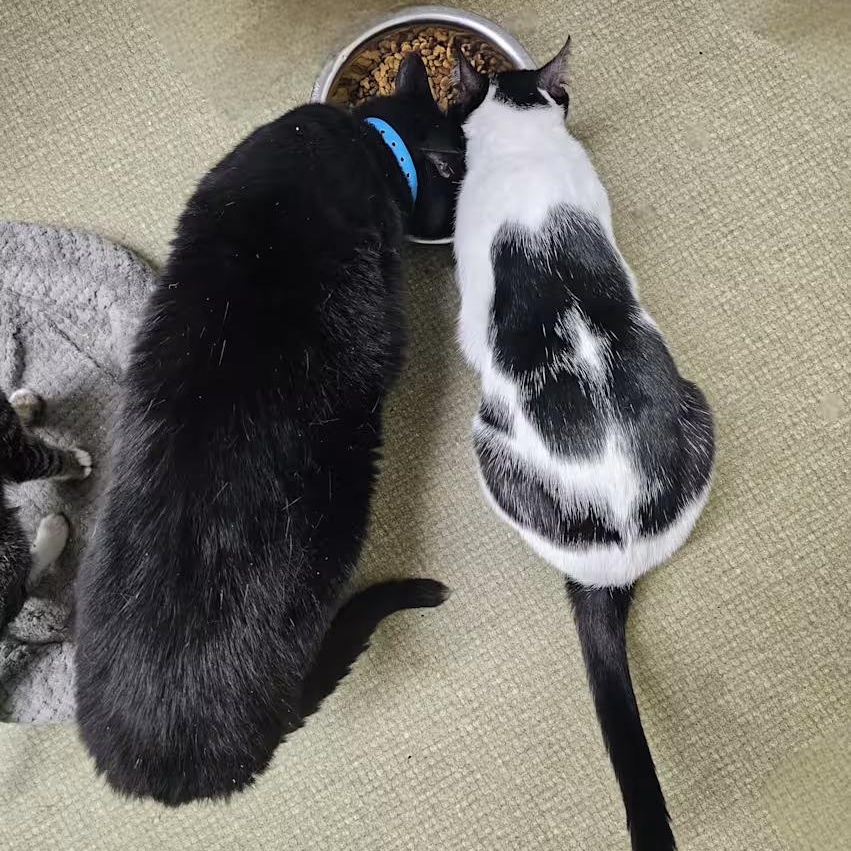 Enlarge Flip , a Adoptable Domestic Short Hair in Milledgeville, GA image 4/4