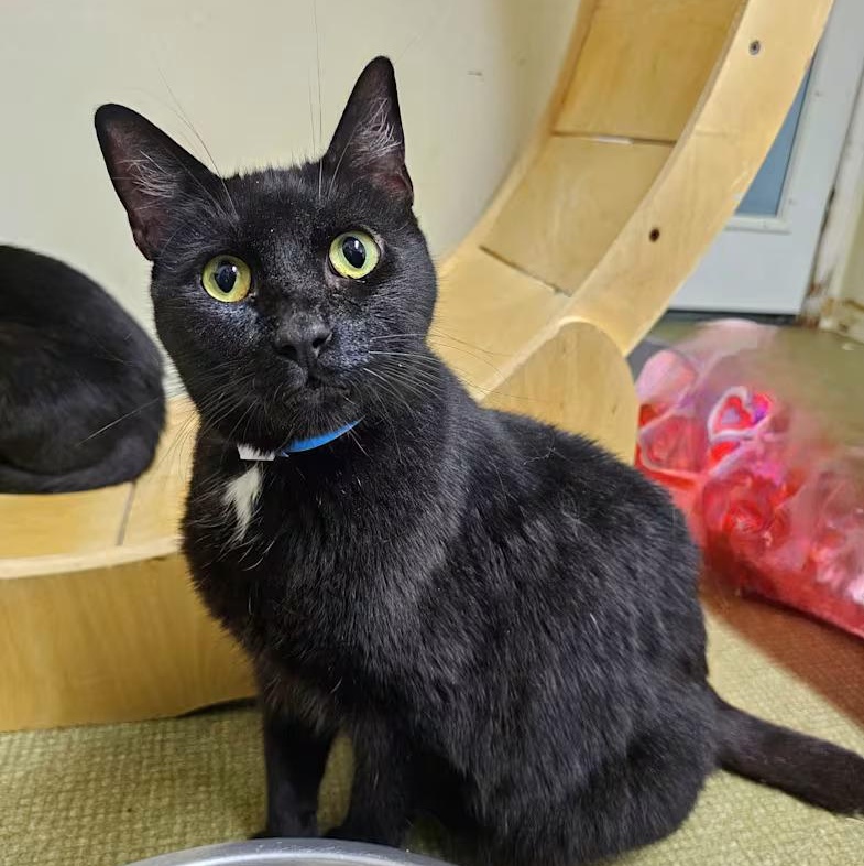 Flip , Adoptable, Adult Male Domestic Short Hair.