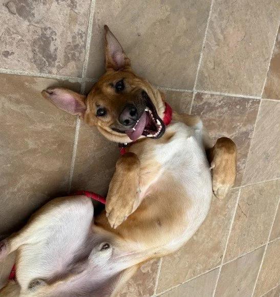 Kodi, a Adoptable Mixed Breed in Mont-Royal, QC image 3/6