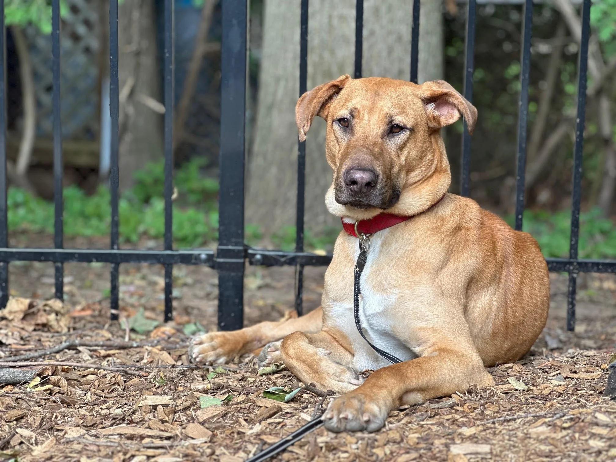 Kodi, a Adoptable Mixed Breed in Mont-Royal, QC image 4/6