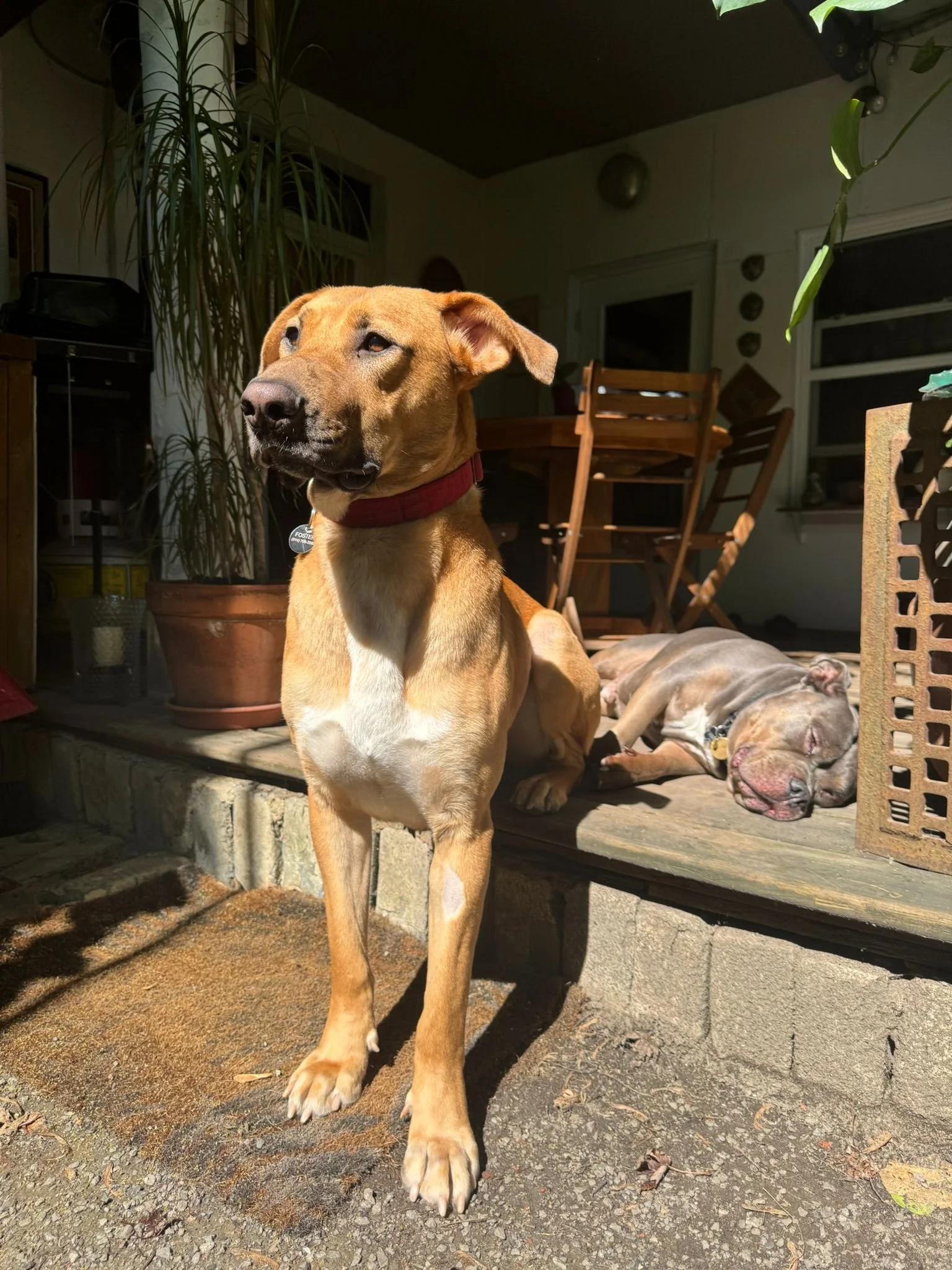 Kodi, a Adoptable Mixed Breed in Mont-Royal, QC image 5/6