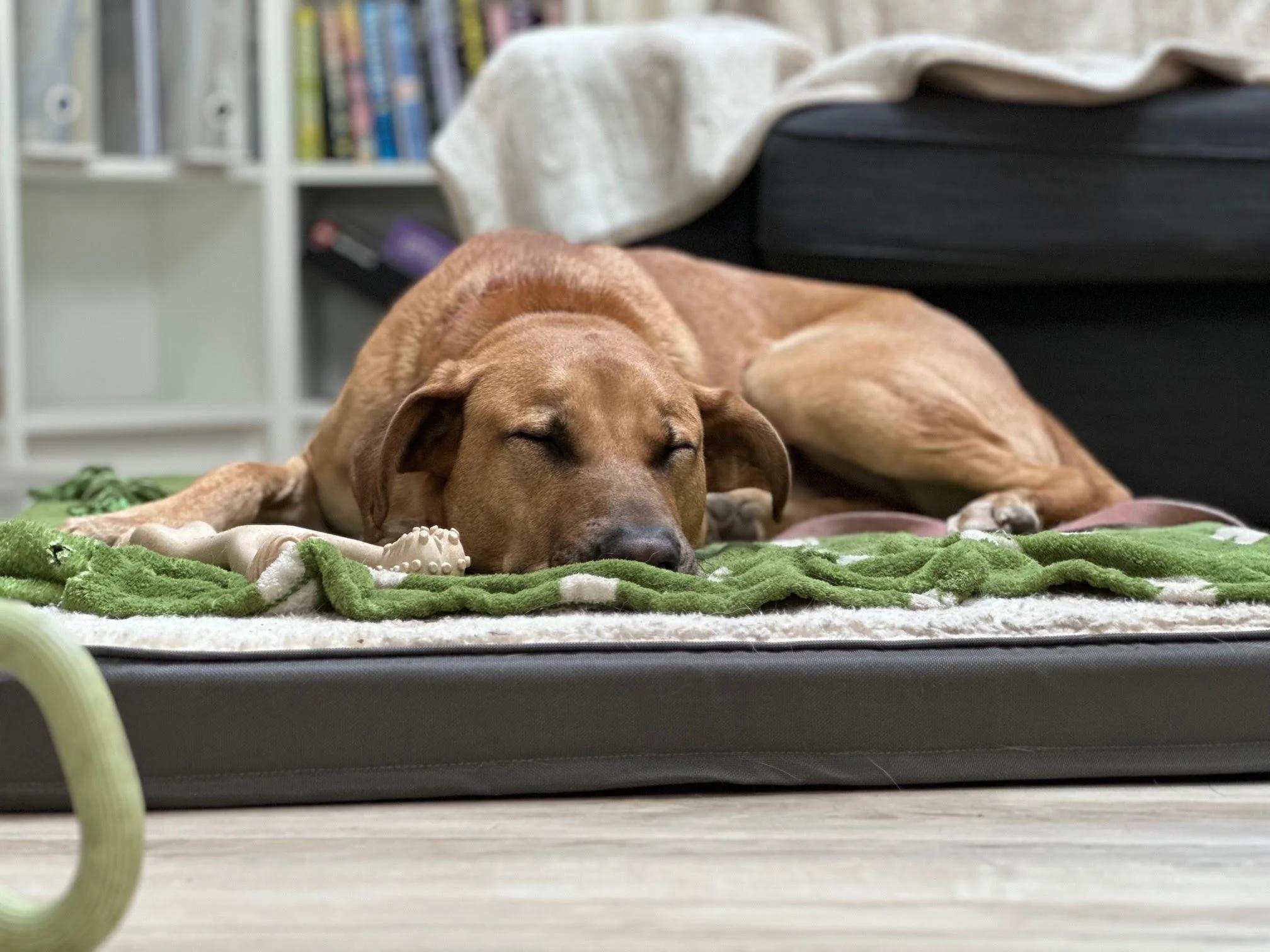 Kodi, a Adoptable Mixed Breed in Mont-Royal, QC image 6/6