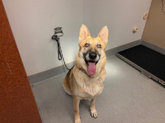 Enlarge RUTH, a Adoptable German Shepherd Dog in Rancho Cucamonga, CA image 1/2