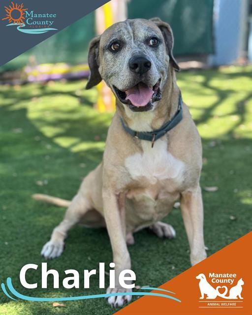 Enlarge CHARLIE, a Adoptable Mixed Breed in Palmetto, FL image 1/1