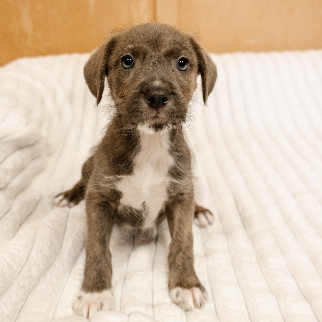 Enlarge Bissell, a ADOPTABLE mixed breed in Valparaiso, IN image 1/1