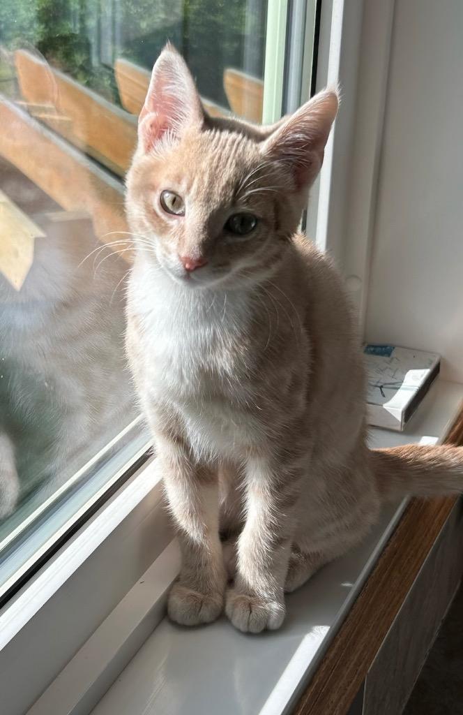 Cyclone, Adoptable, Young Male Domestic Short Hair.