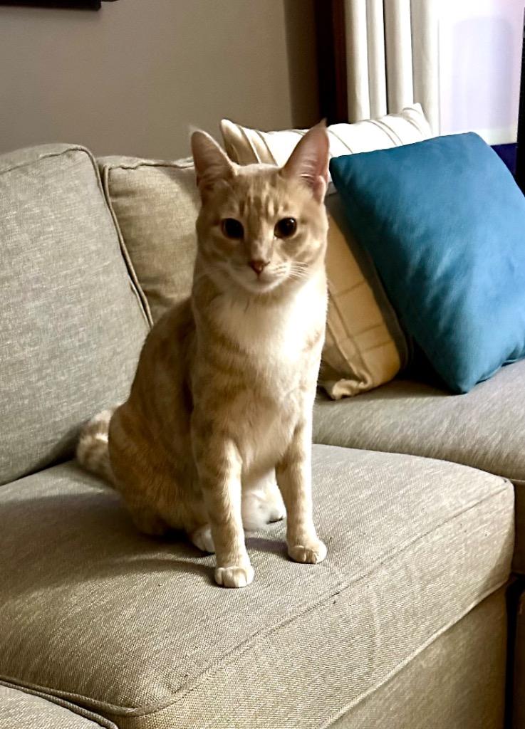 Enlarge Cyclone, a Adoptable mixed breed in Calgary, AB image 2/6