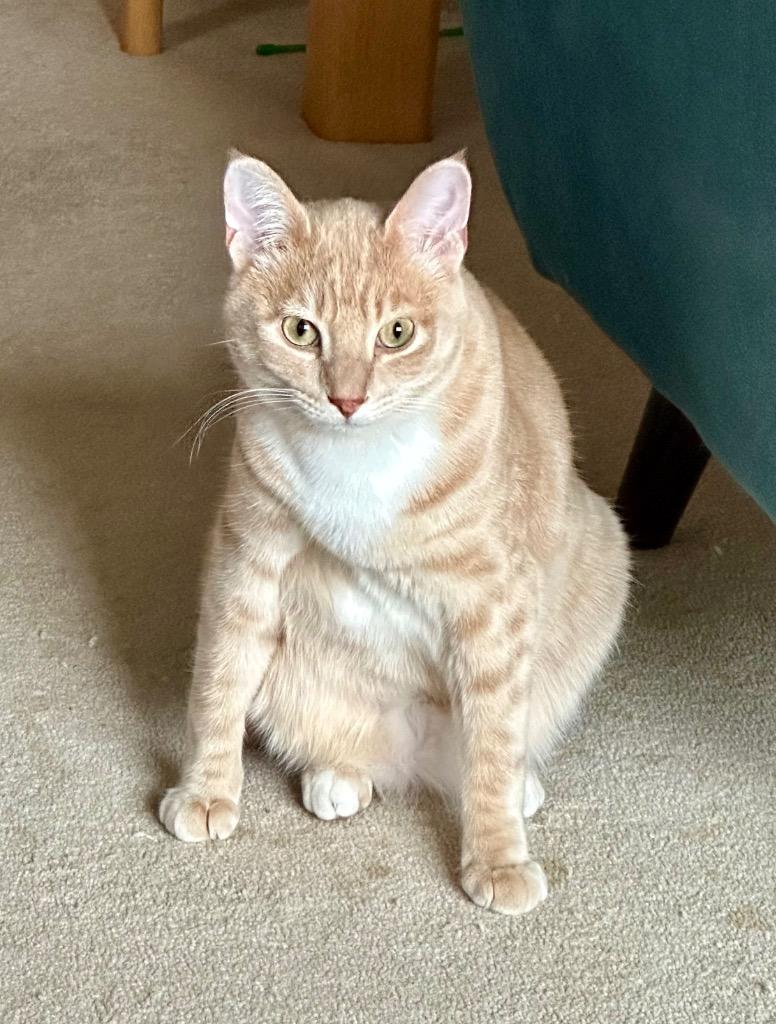 Enlarge Cyclone, a Adoptable mixed breed in Calgary, AB image 5/6