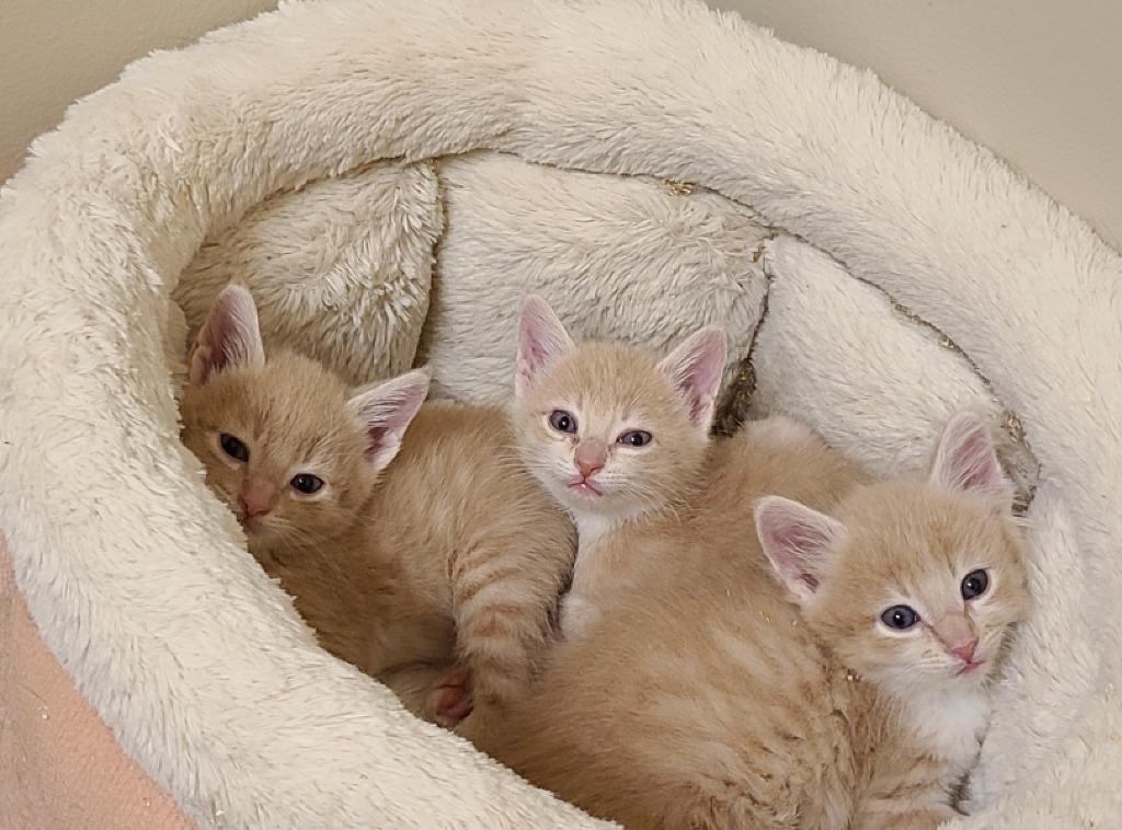 Enlarge Cyclone, a Adoptable mixed breed in Calgary, AB image 5/6