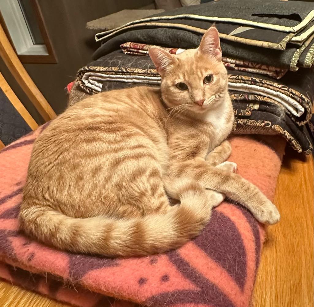 Enlarge Cyclone, a Adoptable mixed breed in Calgary, AB image 6/6