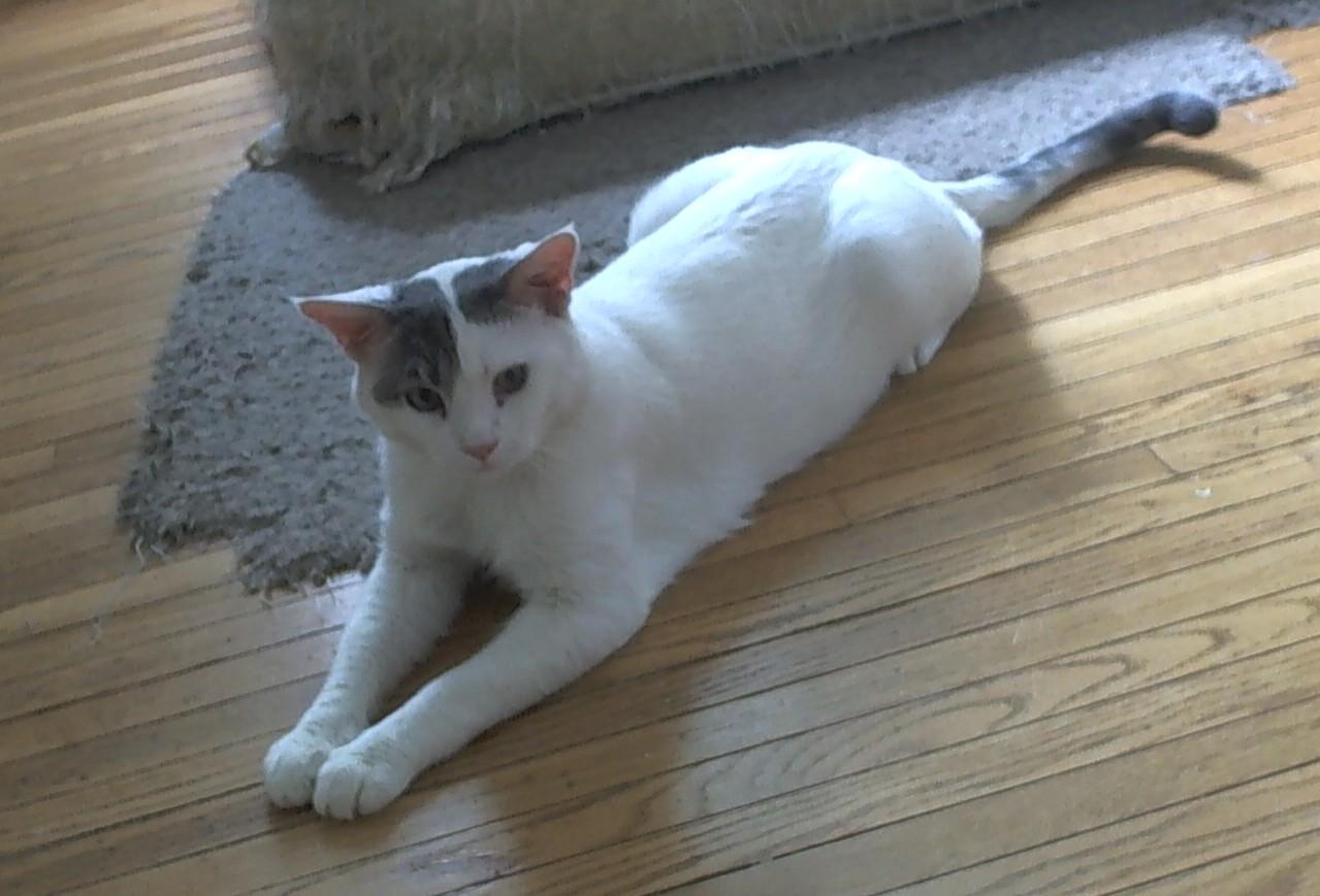 Enlarge Sprink, a Adoptable Domestic Short Hair in Rochester, NY image 3/4