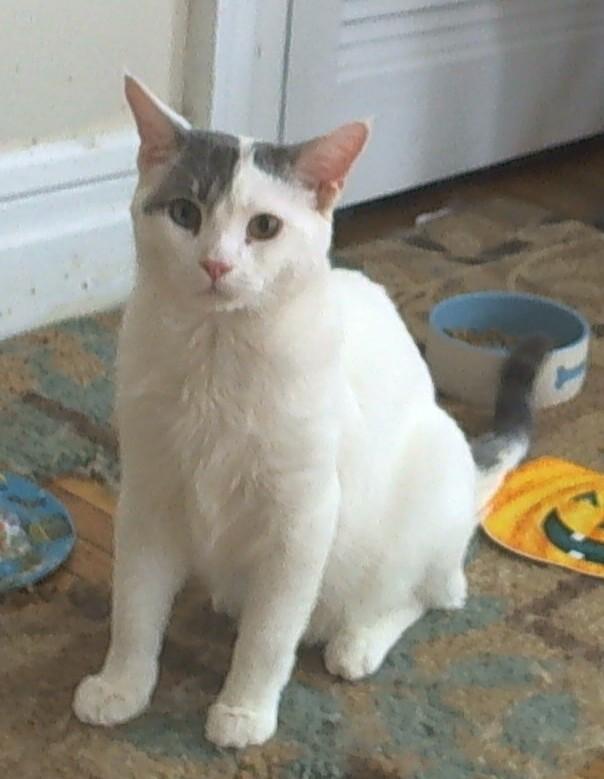 Enlarge Sprink, a Adoptable Domestic Short Hair in Rochester, NY image 2/4