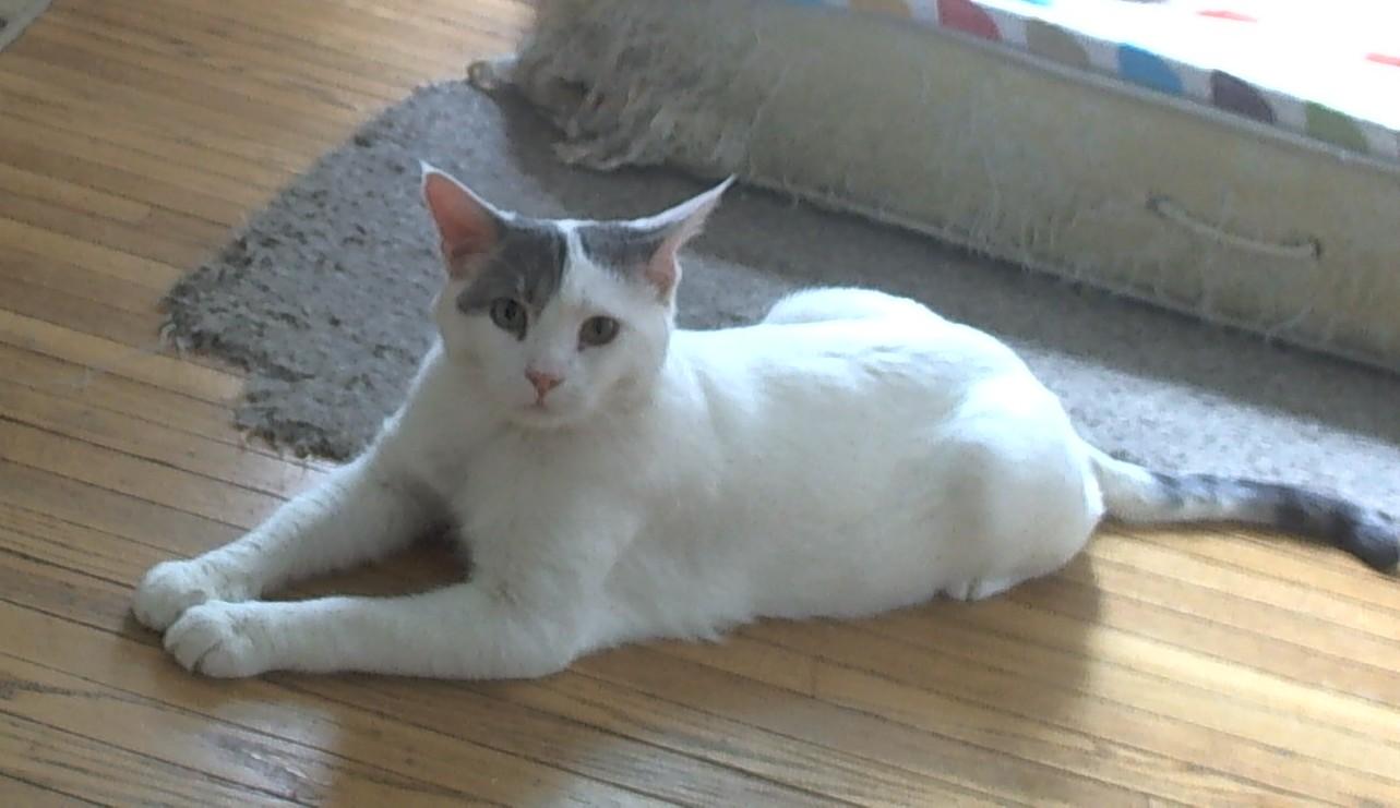 Enlarge Sprink, a Adoptable Domestic Short Hair in Rochester, NY image 1/4