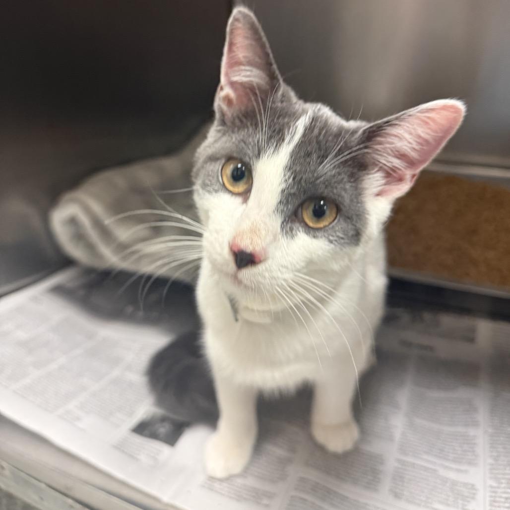 Enlarge Meowly Cyrus, a Adoptable Domestic Short Hair in Elizabeth City, NC image 1/1